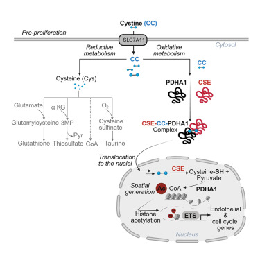 Cystine import and oxidative catabolism fuel vascular growth and