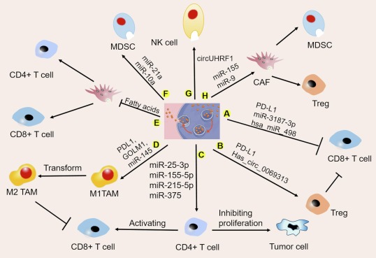Extracellular vesicles reshape the tumor microenvironment to