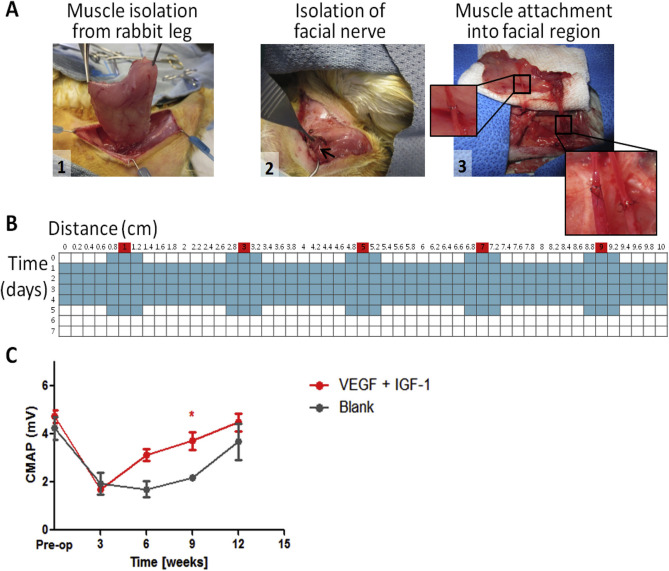 Polysaccharide-inspired biomaterials for skeletal muscle