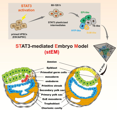 Signaling reprogramming via Stat3 activation unravels high