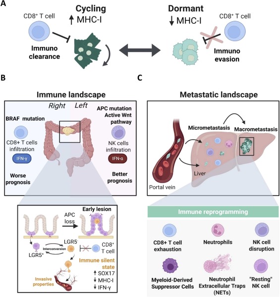 Dormancy in colorectal cancer: The functional core of resistance