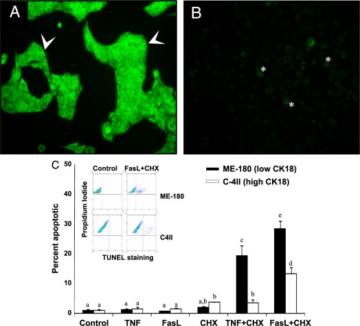 Cytokeratin 18 Expression Inhibits Cytokine-Induced Death of