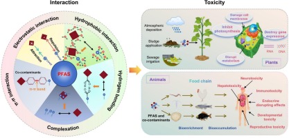 The hidden threat from per- and polyfluoroalkyl substances and co