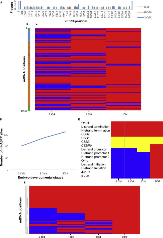 mtDNA Chromatin-like Organization Is Gradually Established during