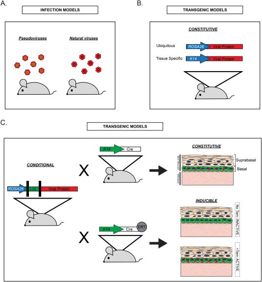 Small DNA tumor viruses and human cancer: Preclinical models of