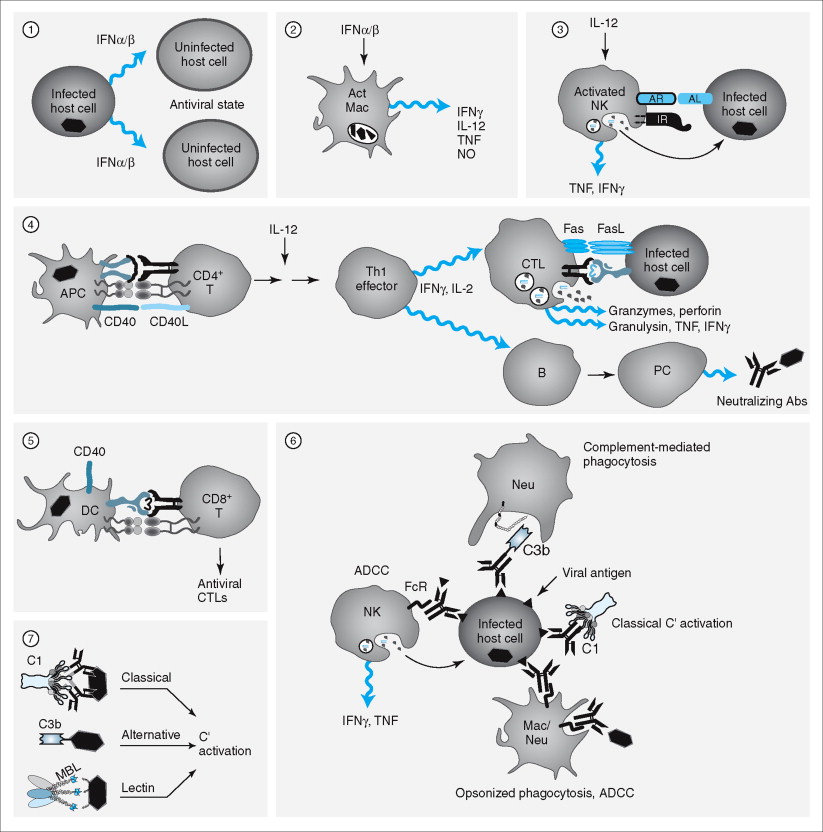 RNA Tumor Virus - an overview | ScienceDirect Topics
