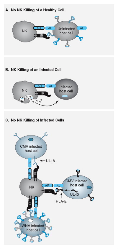 RNA Tumor Virus - an overview | ScienceDirect Topics