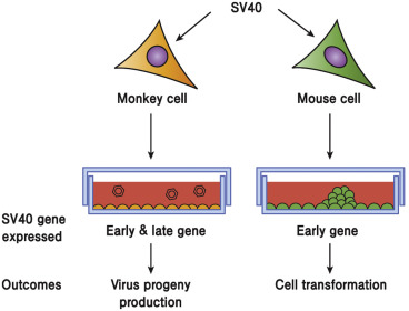 DNA Tumor Virus - an overview | ScienceDirect Topics