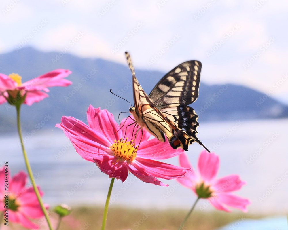 花と蝶 の Stock フォト | Adobe Stock