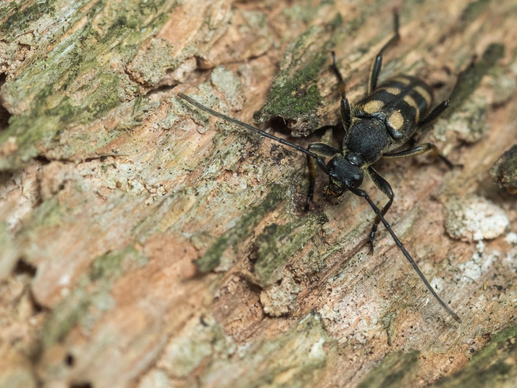 ヤマトキモンハナカミキリ | カミキリムシの自然図鑑 Longhorn Beetles