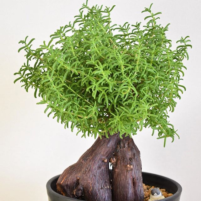 メストクレマ・ツベローサムの葉っぱがめっちゃモサモサ！ めっちゃ