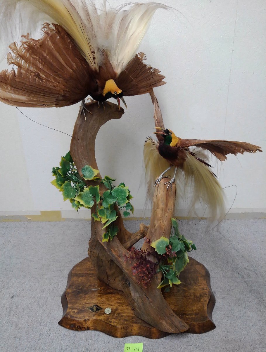 剥製 極楽鳥の値段と価格推移は？｜1件の売買データから剥製 極楽鳥の