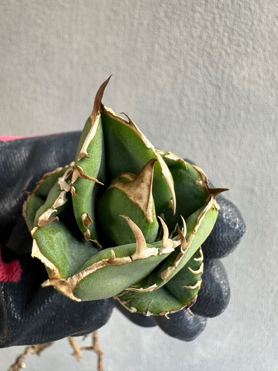 アガベ チタノタ コック CG-01 子株 Agave titanota COK(アガベ)｜売買