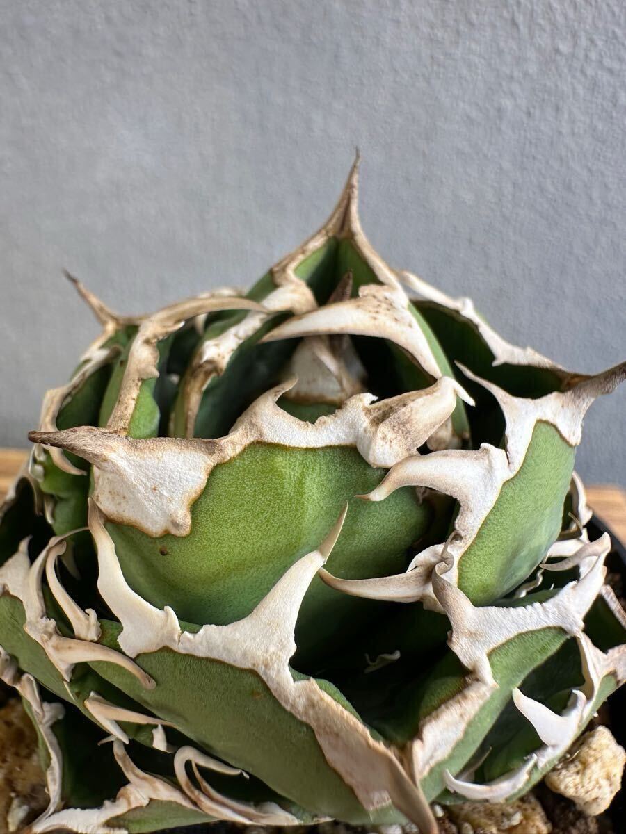 アガベ チタノタ コック CG-01 子株 Agave titanota COK(アガベ)｜売買