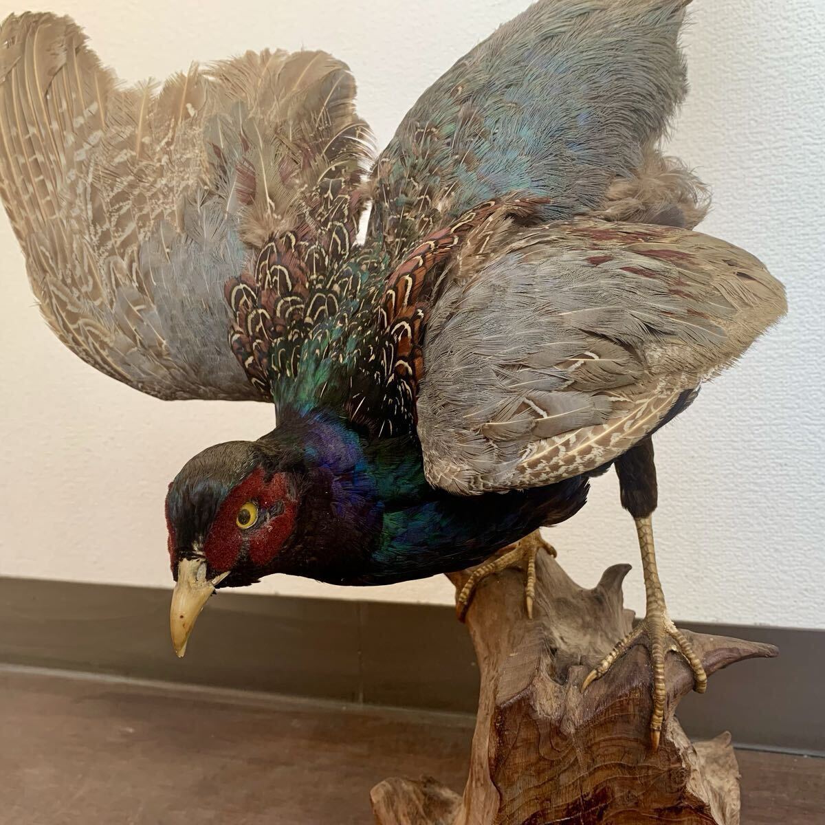 キジ 剥製の値段と価格推移は？｜7件の売買データからキジ 剥製の価値