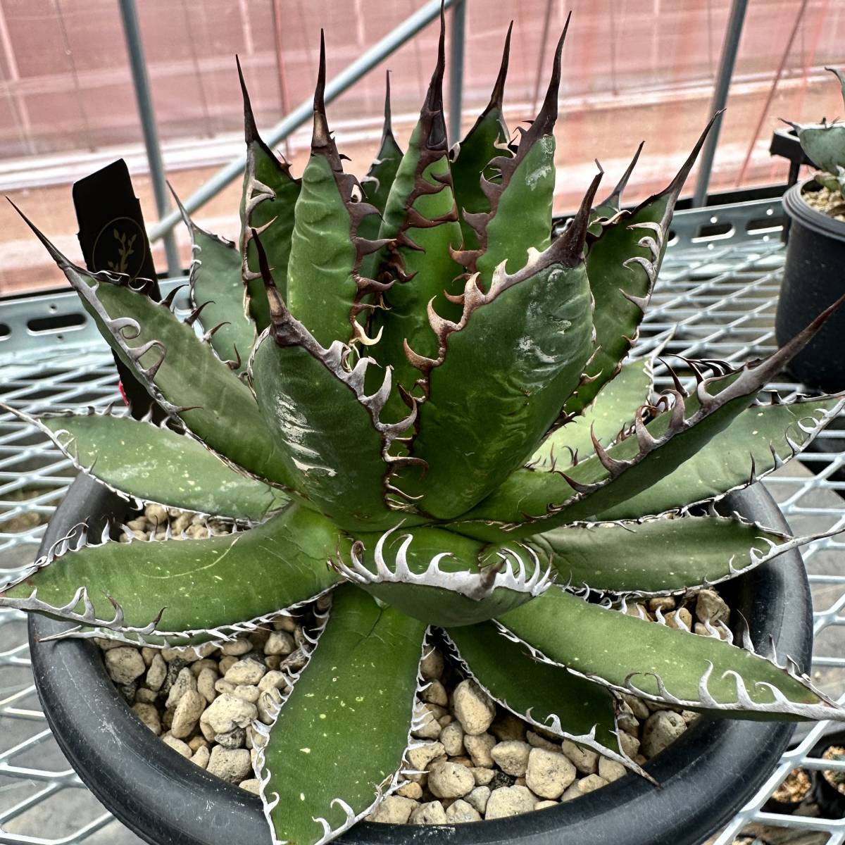 アガベ 超ホリダ 陽炎 ボールタイプ USクローン 発根植込 アガベ