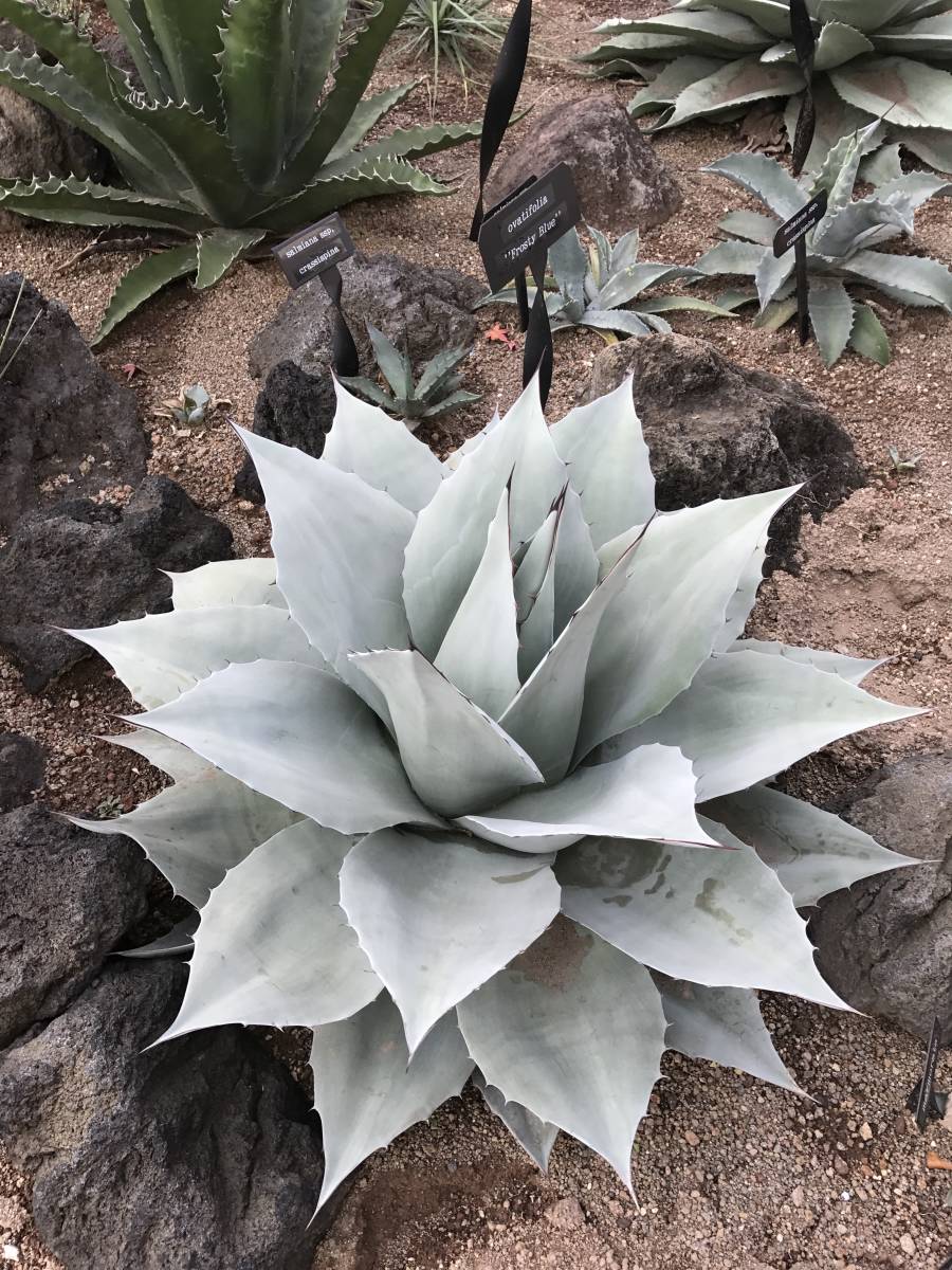 Yahoo!オークション - 特選株 アガベ オバティフォリア・フロスティブ