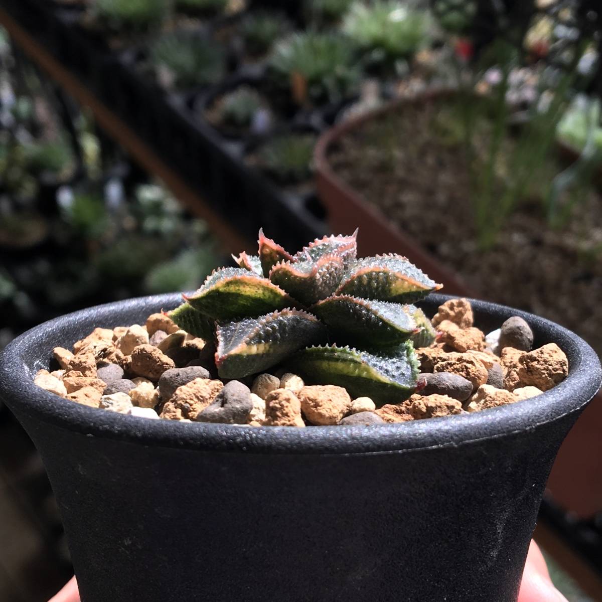 Yahoo!オークション - 【原種】 ハオルチア マクマトリー 斑入り H. mc