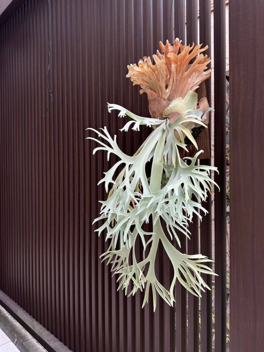 Yahoo!オークション - willinckii 月光爪哇【just platycerium】ビカク