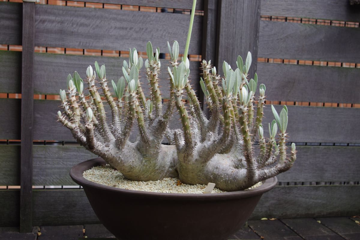 パキポディウム デンシフローラム モンスター級 巨大扁平株 現地球