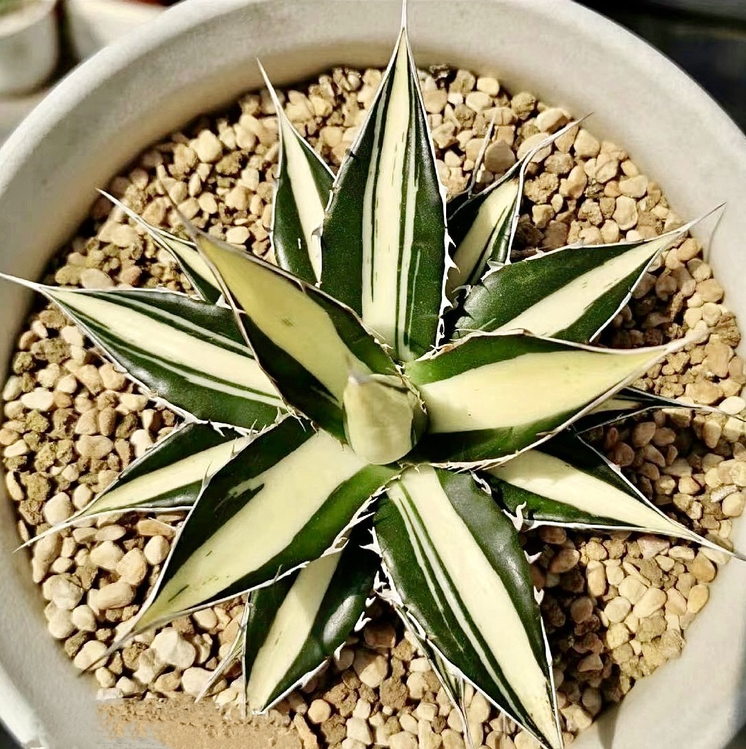 Yahoo!オークション - L26 貴重な希少種 アガベ ホリダ horrida 白中斑