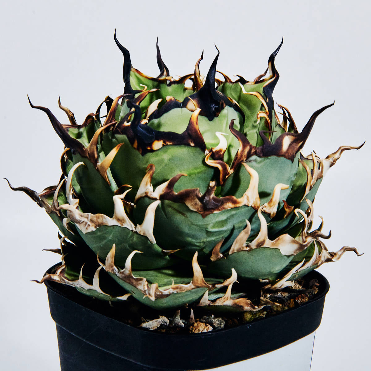 Yahoo!オークション - 【親株放出】アガベ チタノタ ハデス 陽炎棘 大