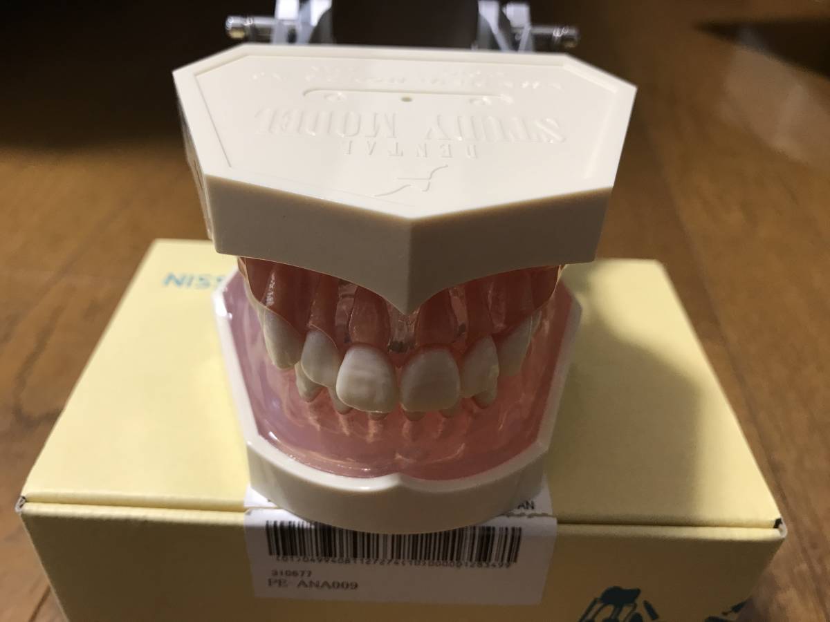 NISSIN PE-ANA009 歯科模型 複製歯牙着脱模型 [PE-ANA009(I21D-400C