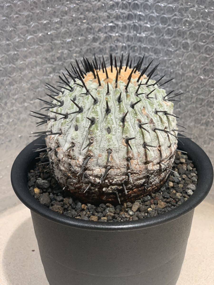 Yahoo!オークション - 【発根済】現地球 コピアポア コルムナアルバ 孤