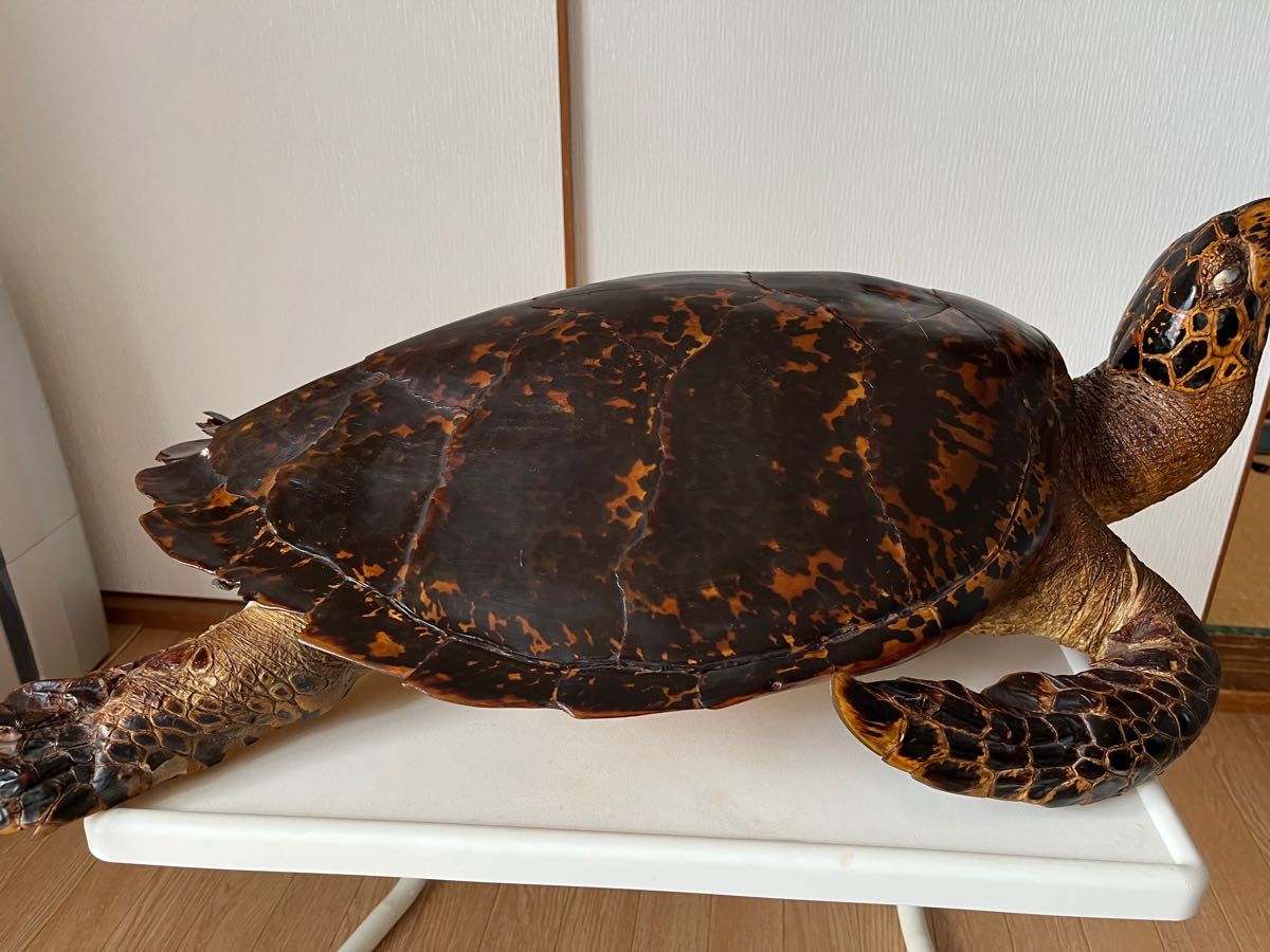 タイマイ剥製 海亀 剥製 希少品｜Yahoo!フリマ（旧PayPayフリマ）