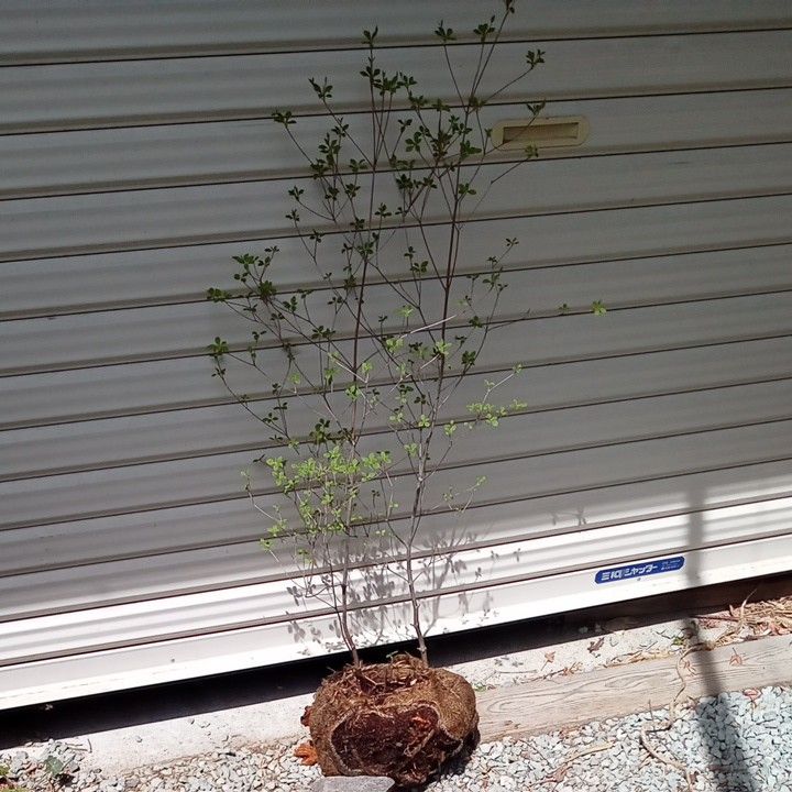 アブラツツジ 3本立ち 山採り 楽天市場】【現品】山採り【アブラツツジ