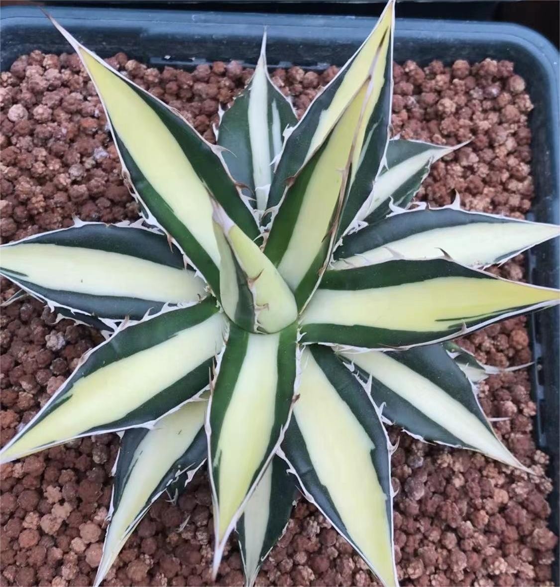 Yahoo!オークション - B25 多肉植物アガベ ホリダ horrida 白中斑 超希