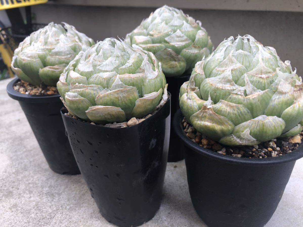 Yahoo!オークション - ハオルチア ロックウッディ 多肉植物