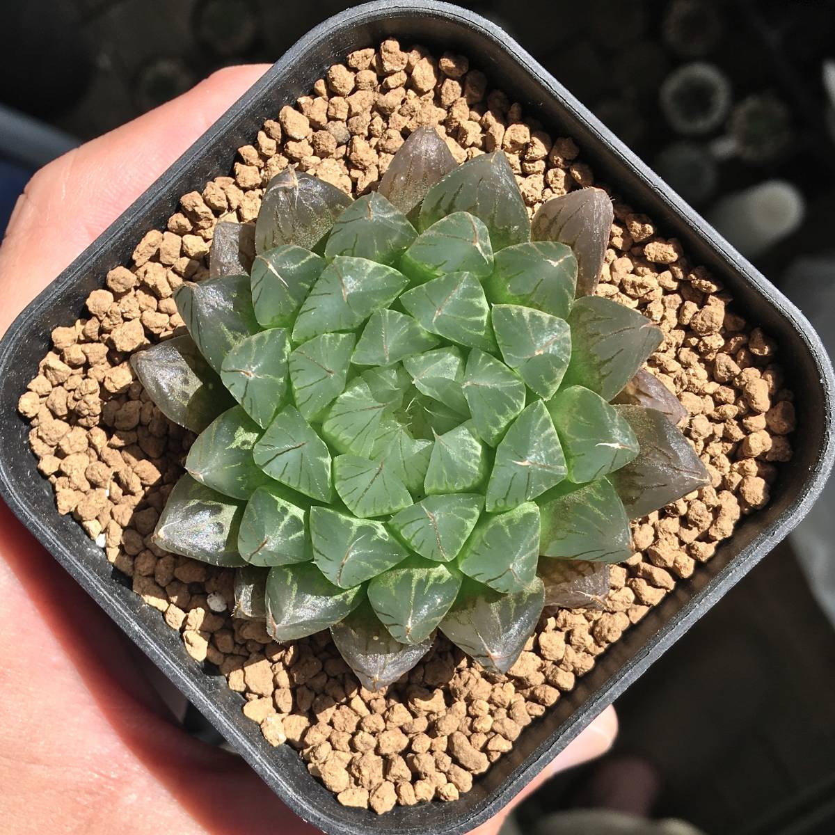 Yahoo!オークション - ハオルチア hyb 『（水晶雫絵巻）× 316ズルゴル