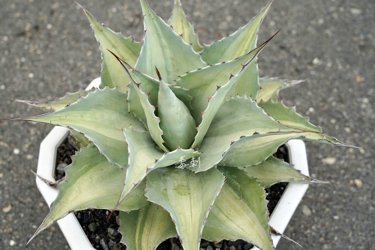 多肉植物・アガベ・オルカ・斑入り・SSS級美株 多肉植物・アガベ