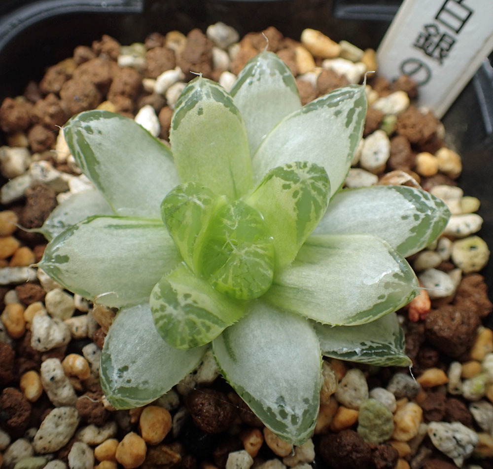 Yahoo!オークション - 多肉植物 ハオルチア 白銀の露