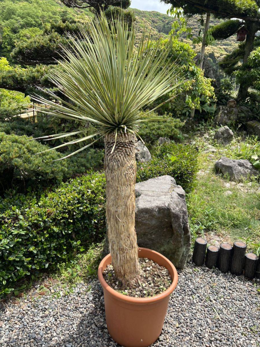 ユッカ ロストラータ 【公式通販】