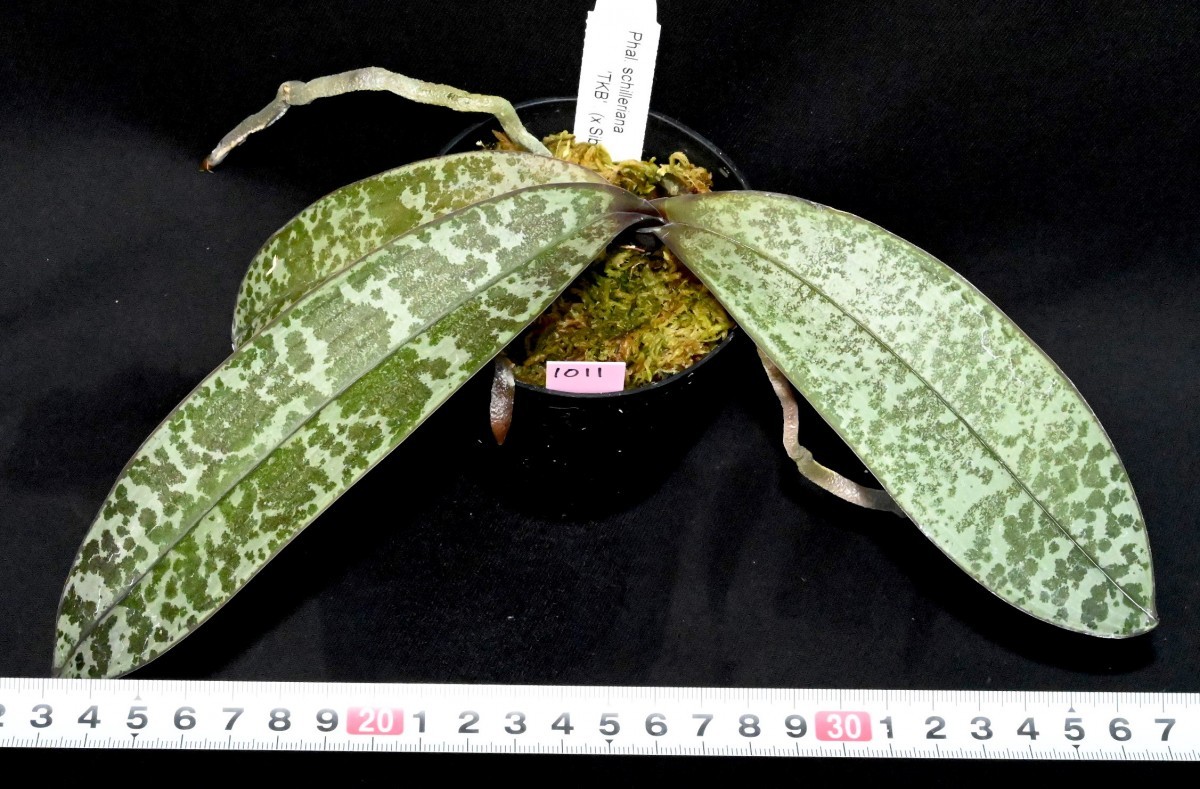 レア！強香原種交配種【ギガンテア × シレリアナ】 シレリアナ戻し 洋