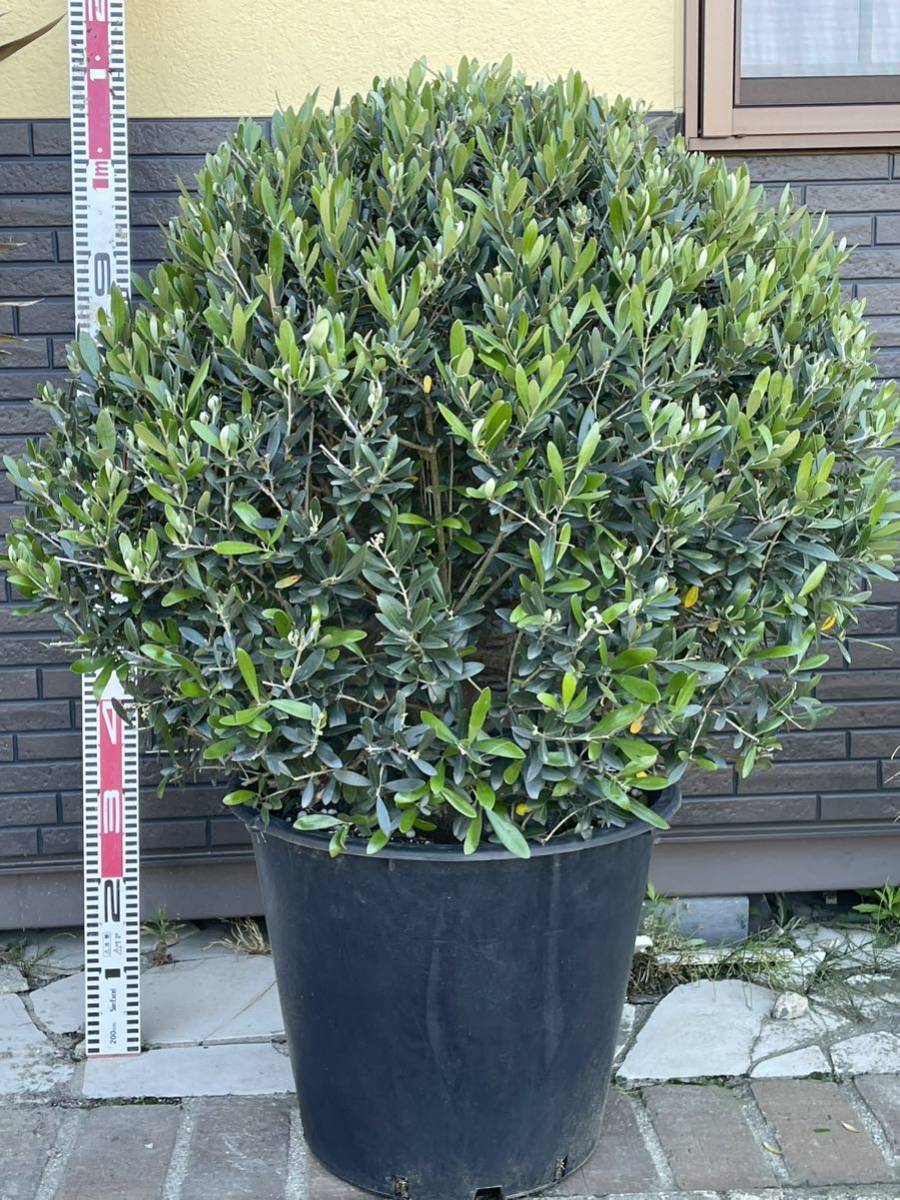 ショップ フランスアンティークホーロープレート chanbre de bebe