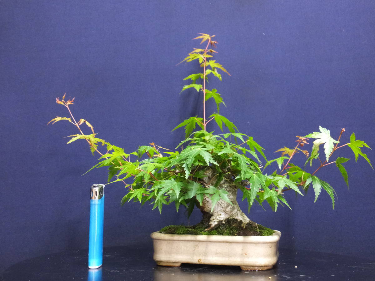 山採り 山モミジ 自然樹形 株立ち 5本立ち 山採り