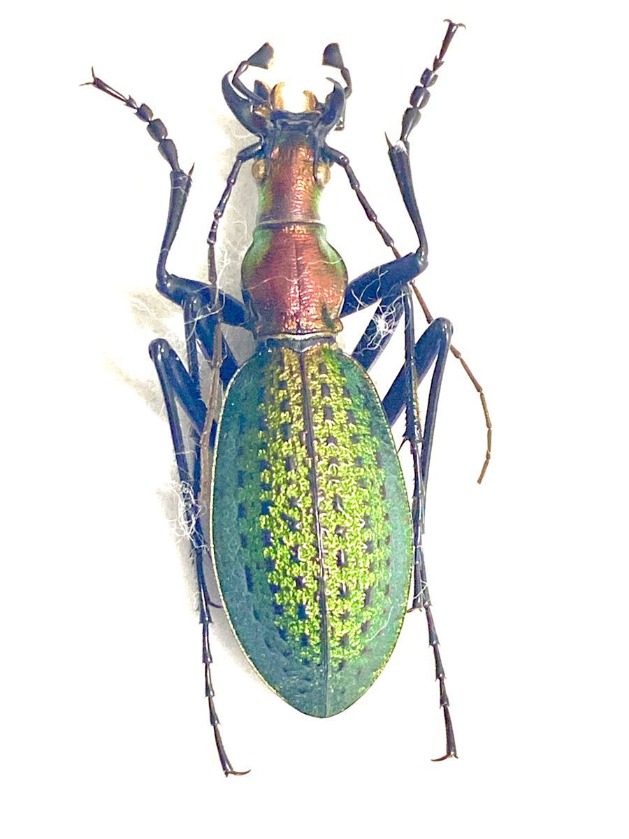 珍品オオズクビナガオサムシ ホソクビナガオサムシ/韓国.智異山産【外