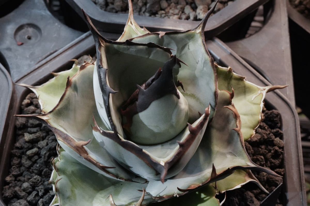 Yahoo!オークション - “超希少特選株” Agave titanota “青犀牛” ア