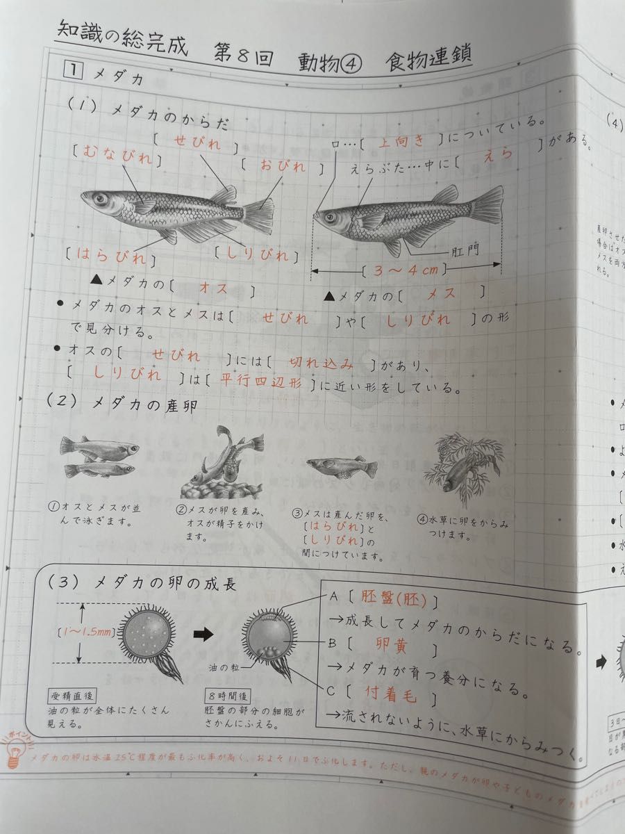 SAPIX サピックス 2023 6年 土特 理科 知識の総完成｜Yahoo!フリマ（旧