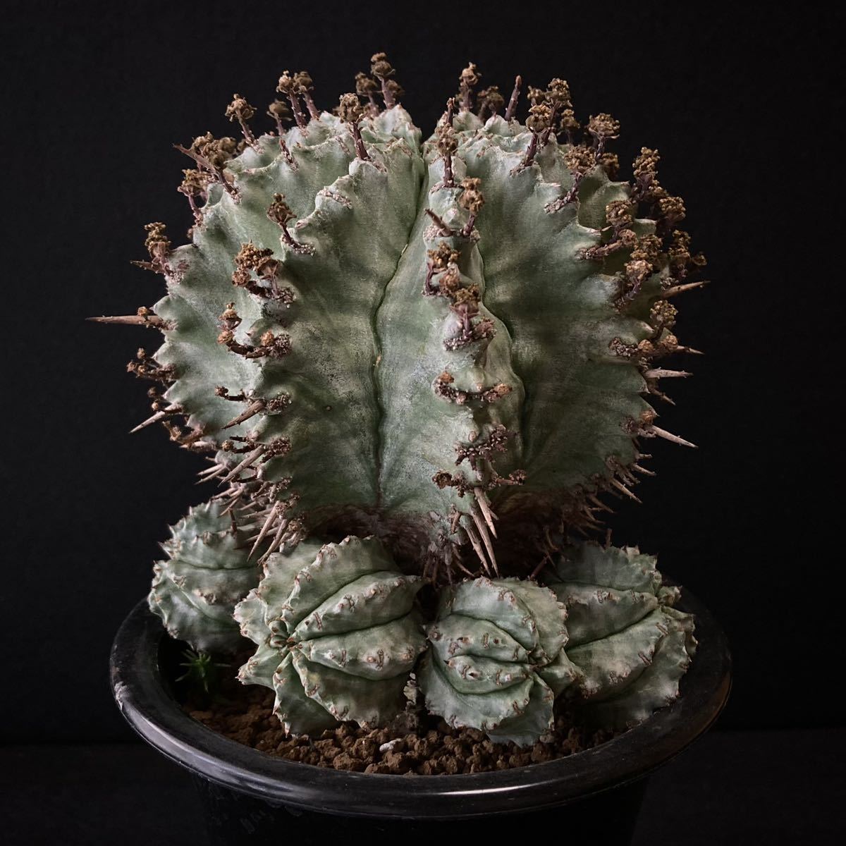 Yahoo!オークション - σ ユーフォルビア ゲンコツホリダ ♂3号 1枚目