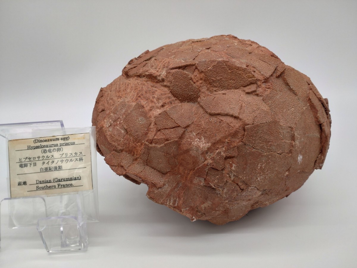 Yahoo!オークション - 恐竜の卵 化石 卵 約7kg ヒプセロサウルス プリ