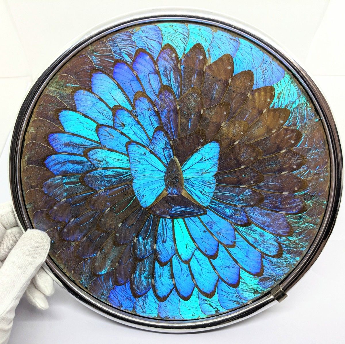 モルフォ蝶 直径25cm 羽根飾り皿 ブラジル製 壁掛け 蝶羽根アート 青い