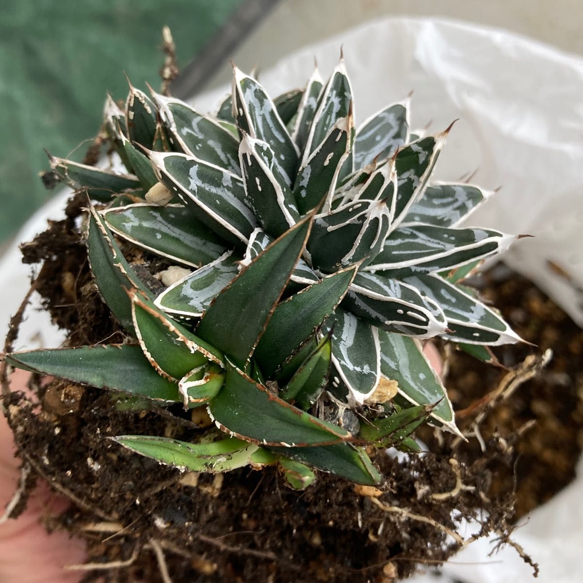 鉢ごと】アガベ 笹の雪 名峰富士 選抜品種｜Yahoo!フリマ（旧PayPay