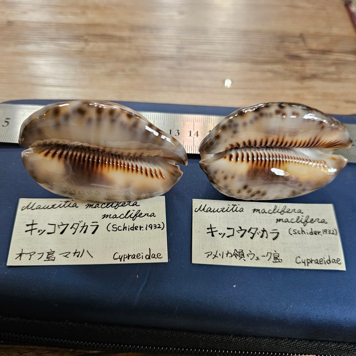 Yahoo!オークション - 貝標本 貝殻標本 貝 貝殻 / キッコウダカラ 産地