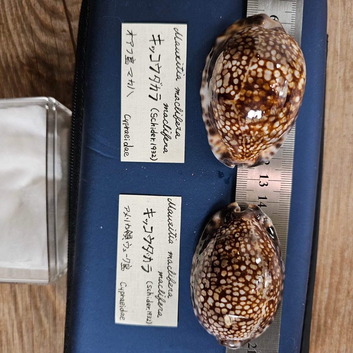 Yahoo!オークション - 貝標本 貝殻標本 貝 貝殻 / キッコウダカラ 産地