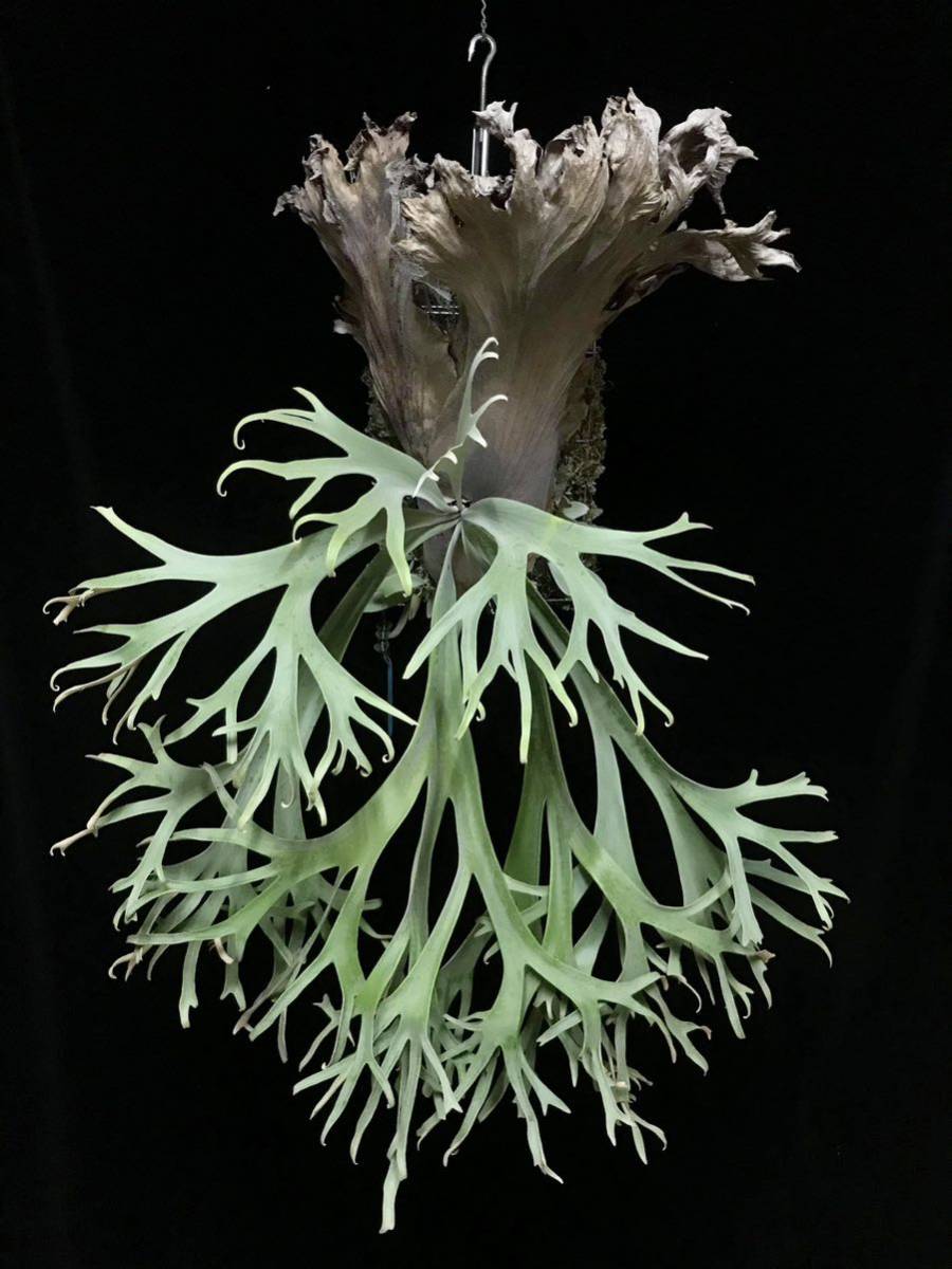 Yahoo!オークション - P. willinckii 'Stardust' ウィリンキー【vandak