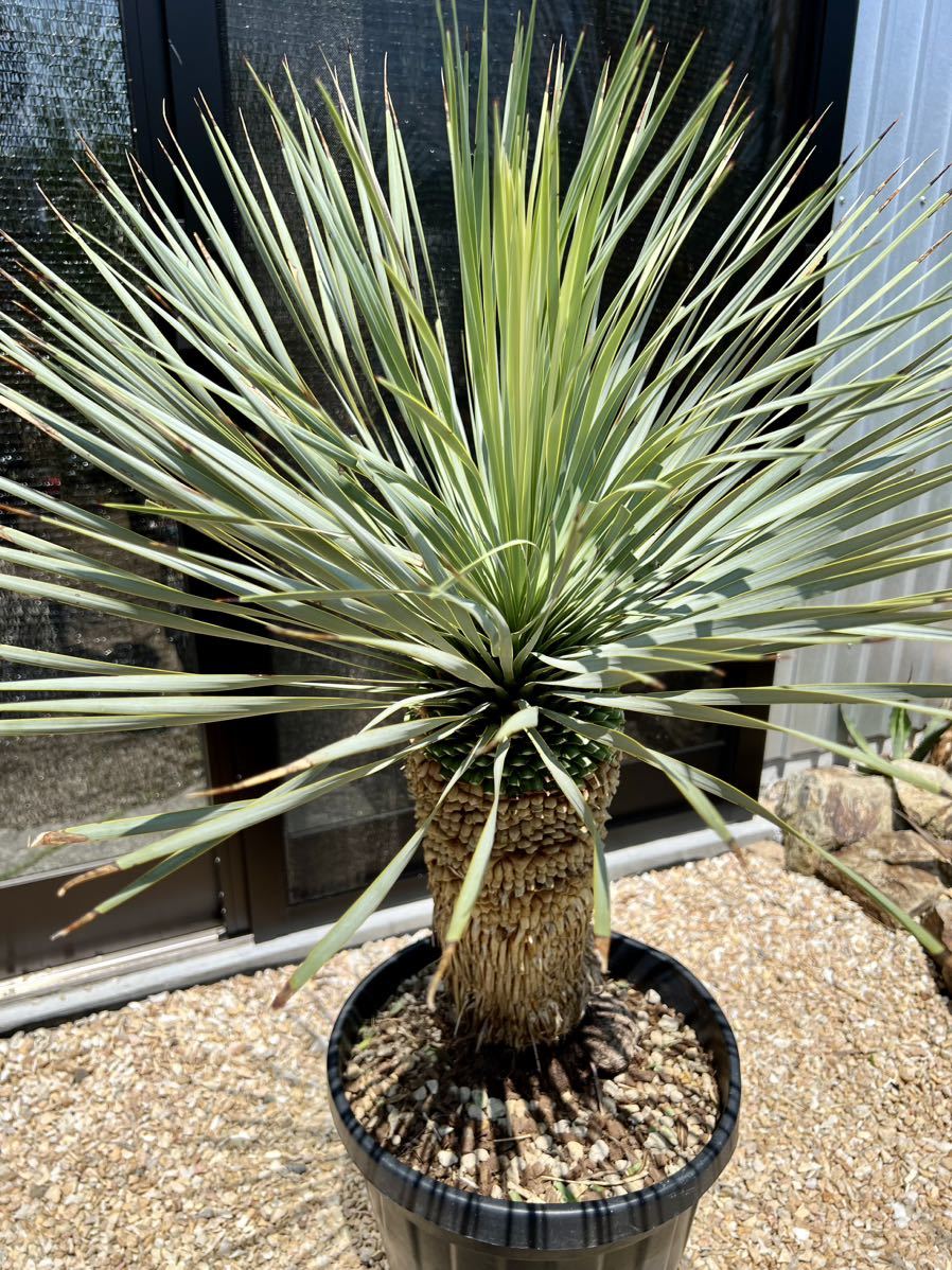 ユッカ 【ロストラータ】1